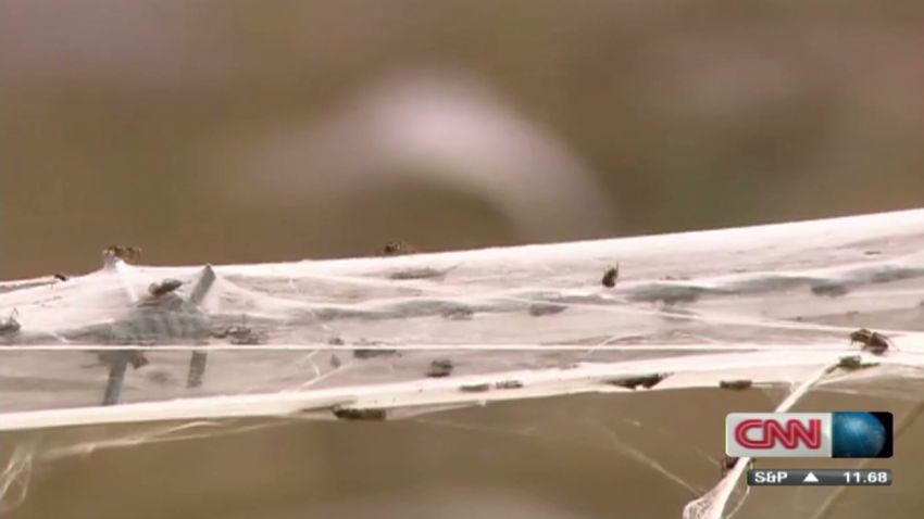 idesk spiders in australia amid floods_00001501