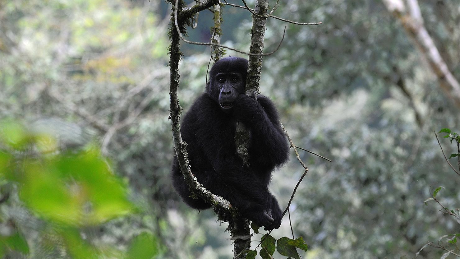 A female mountain gorilla sits in a tree at the Bwindi Impenetrable Forest bordering the DRC and Rwanda.
