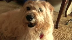 Trixie the terrier stayed with her owner 20 hours after a fall.