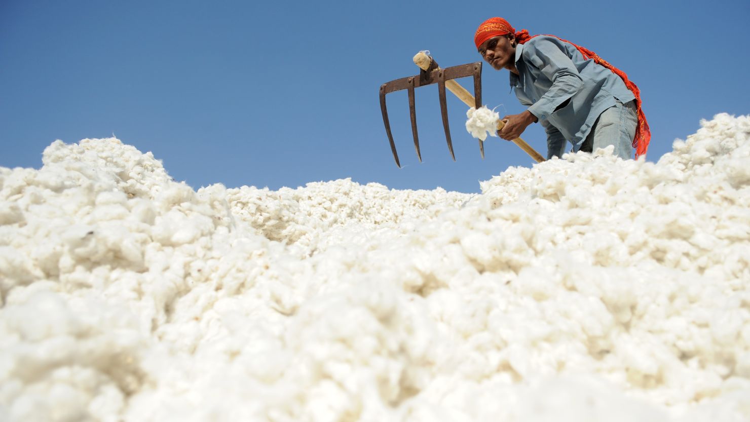 An Indian worker sorting cotton at Patel Cotton Industries, Ginners and Exporters, in Dhrangadhra, India on December 16, 2011