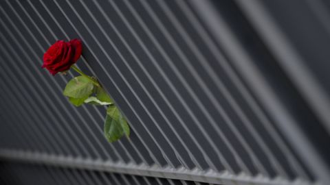A red rose is left in front of the Japanese embassy on March 13, 2011, in Berlin for victims of the earthquake and tsunami.