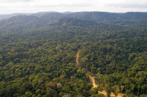 About 80 per cent of Gabon is covered by forests, sheltering a rich variery of wildlife. The west African country recently branded itself "Green Gabon" as part of plans to create the so-called "green oil" that the country's ecosystem provides.