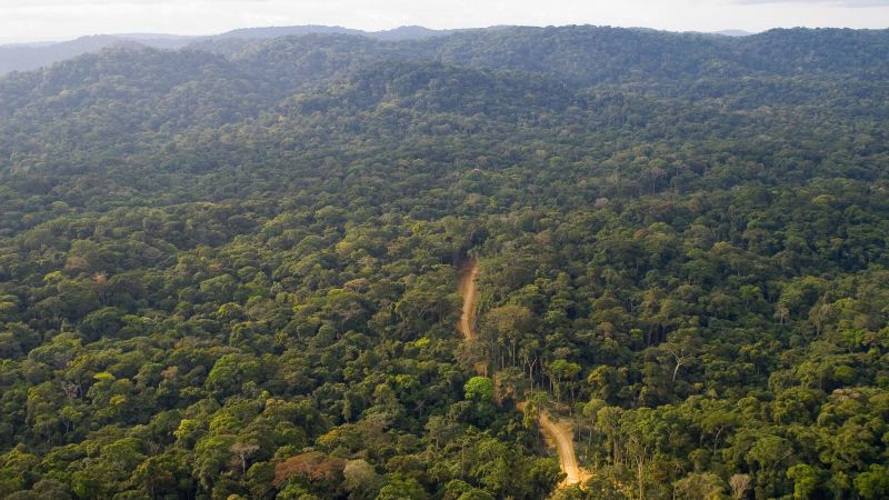Gabon receives $150 million to preserve its rainforest CNN