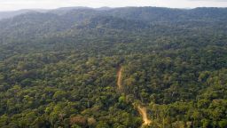 About 80 per cent of Gabon is covered by forests, sheltering a rich variery of wildlife.