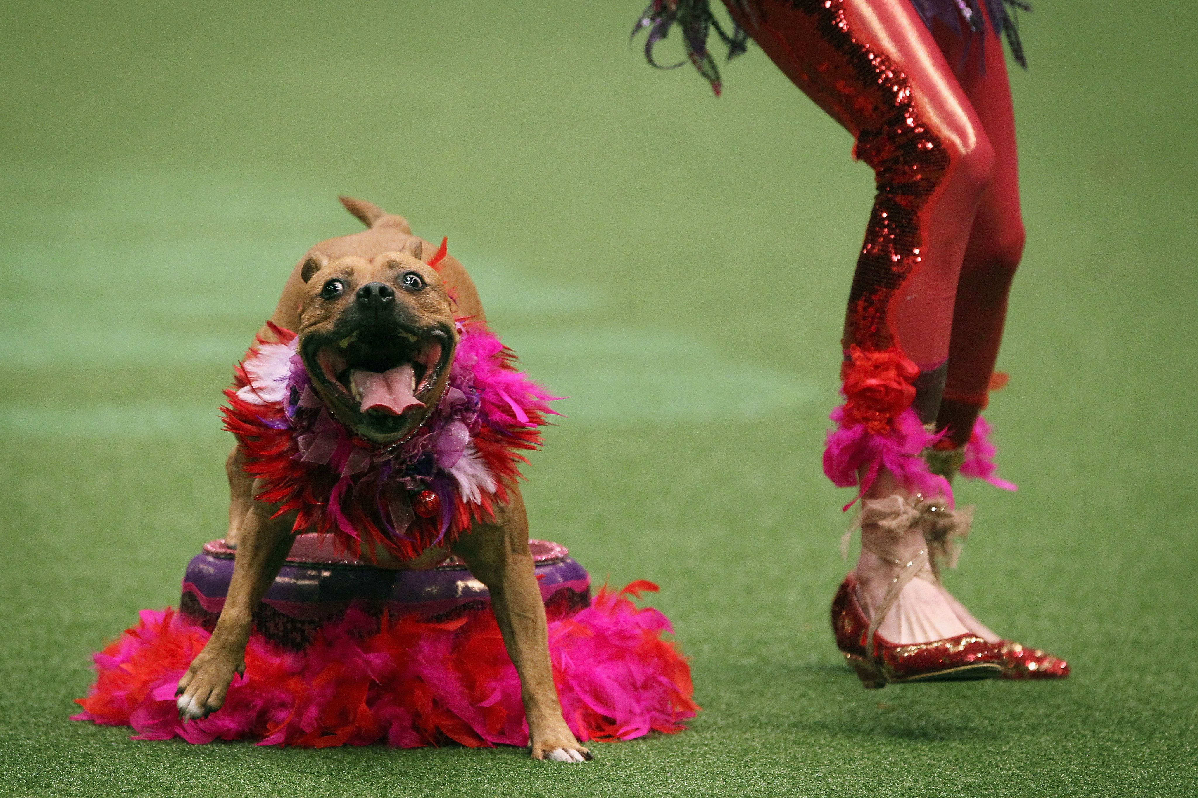 what day is hound day at crufts