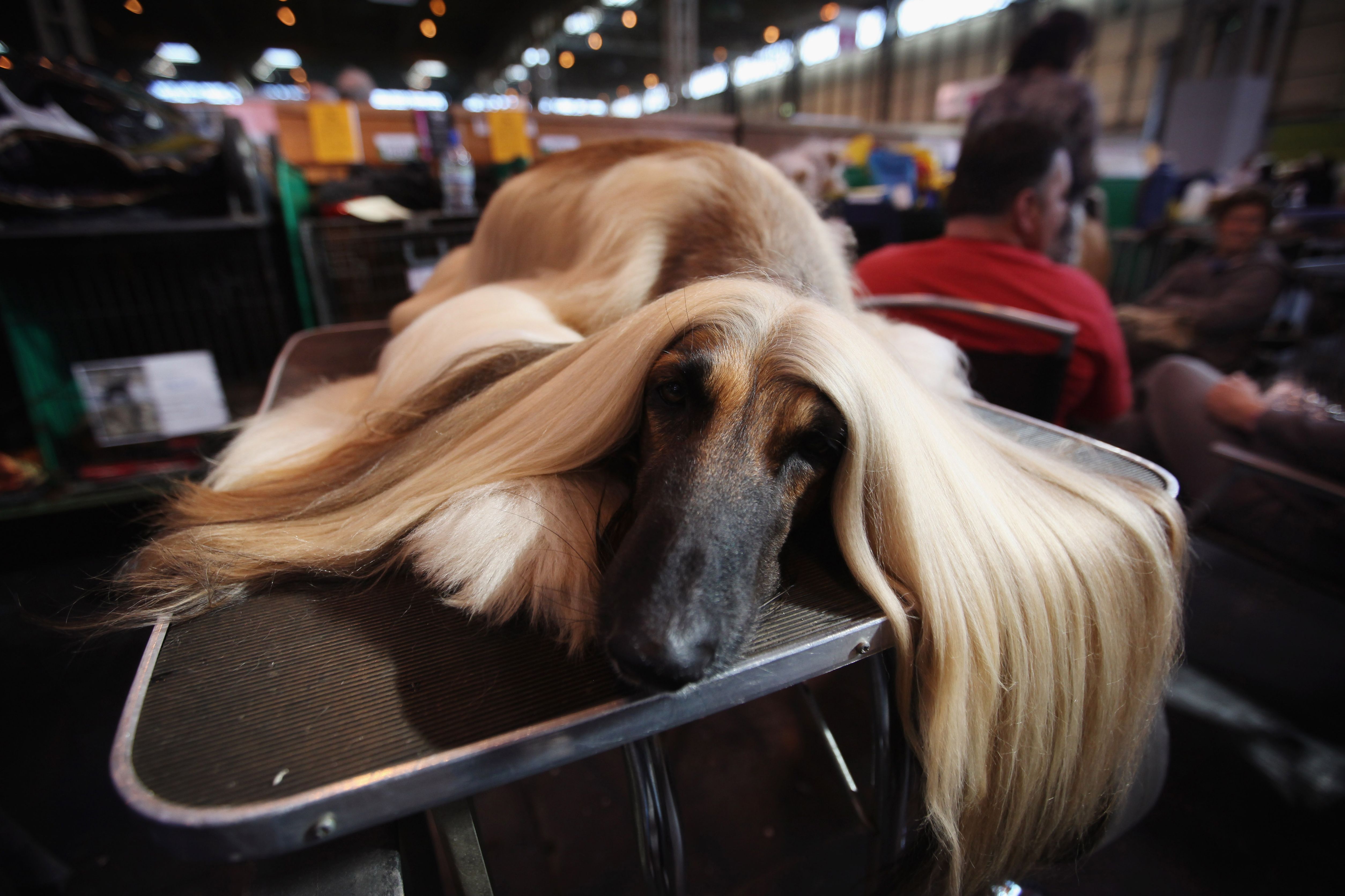 what day is hound day at crufts