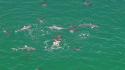vo australia shark feeding frenzy_00001628
