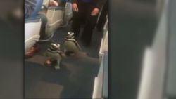 von penguins on a plane_00000229