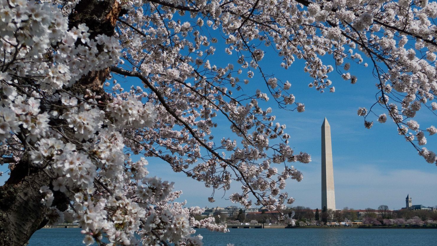 Springtime cherry blossoms frame the Washington Monument in the nation's capital.