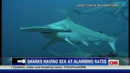 erin shark orgy global warming_00000928