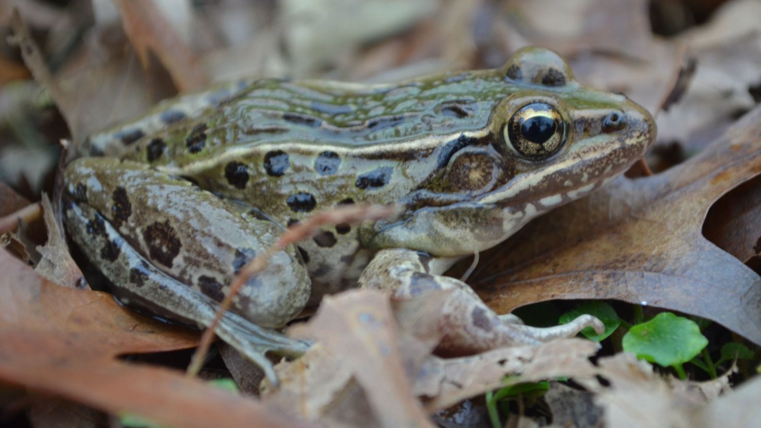 Scientists say the new leopard frog species, which is currently unnamed, has a "peculiar croak."