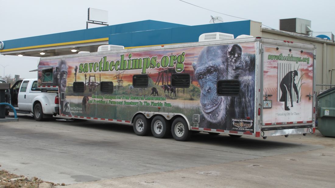The specially designed trailer that carries the chimps -- a moving billboard for Save the Chimps -- has windows allowing the chimpanzees to see out and the public to see in, says the group's sanctuary director, Jen Feuerstein.  The chimpanzees are often heard banging and hollering before they are seen through the tinted windows. 