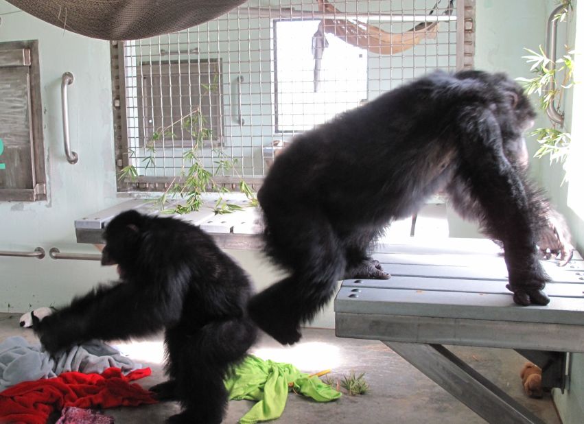 After about 40 hours on the road, the final chimpanzees arrive at their retirement home in Fort Pierce, Florida. Roady and Bradley run around the cage hooting and hollering in excitement after being let out of their transport boxes.  The chimpanzees are reunited with the others in their 19-member family. The Save the Chimps staff spent years creating family units for these highly social animals as part of their rehabilitation.  