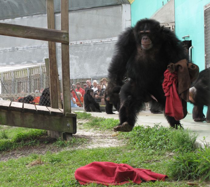 Fifteen-year-old JJ still finds security in his blankets. "We are basically taking responsibility for the lives that someone else created," says Save the Chimps' Feuerstein, who relies on donations to fund the sanctuary. Each chimpanzee will cost the sanctuary $15,500 every year to take care of, she says.