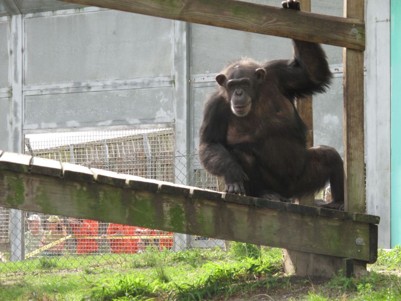 Sarah looks out the window at a much greener view than the one she had in New Mexico.  She and her family members will have access to a three-acre island. The 150-acre sanctuary has constructed the islands in lieu of fences because chimpanzees will not go into the water. 