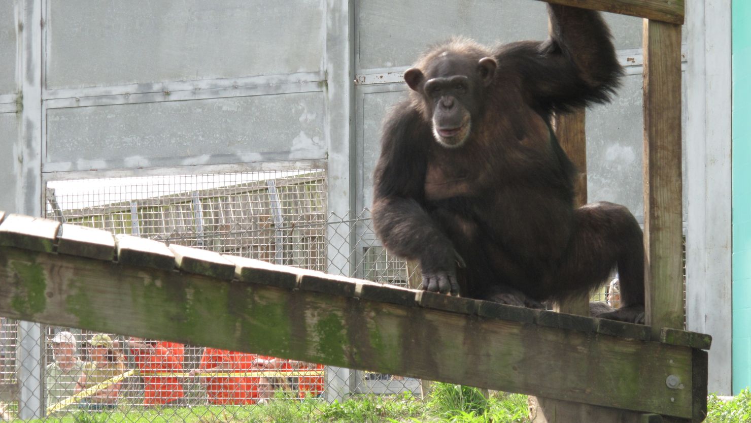 Chimpanzees are not as useful as they once were for biomedical research, experts say.