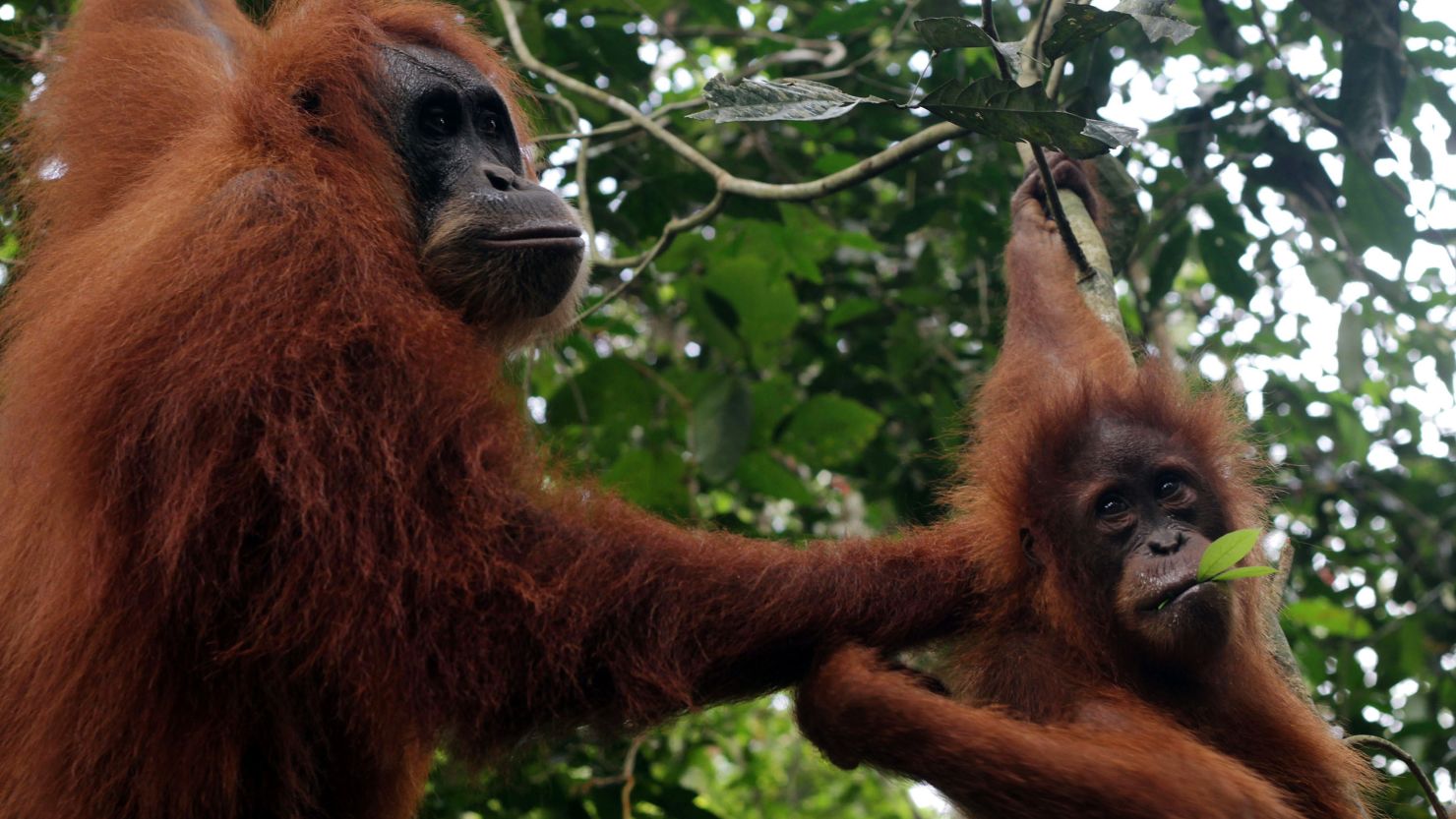 Orangutan feces analyzed  in Malaysia found the animals could be 'stressed'