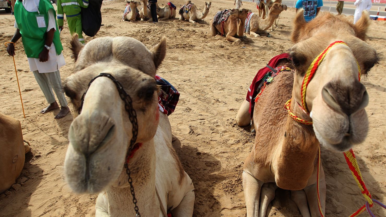 Camels at the Sheikh Sultan Bin Zayed Al-Nahyan Camel Festival on the outskirts of Abu Dhabi on February 16, 2012. 