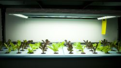 Lettuce plants fed by waste water from the next door fish tank grow under low-energy strip lights in London's FARM:shop