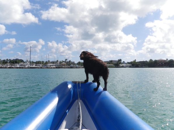 iReporter Kevin Burnham often takes to the water with his dog Mac to enjoy Miami's spectacular weather. 