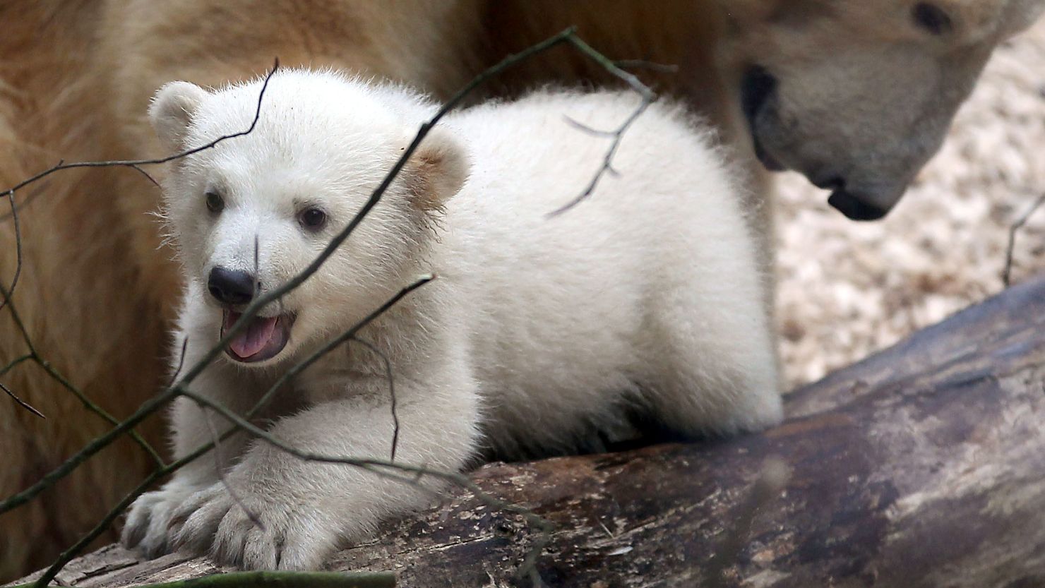 Polar bear cub Anori explores the enclosure at the zoo in Wuppertal, Germany. 