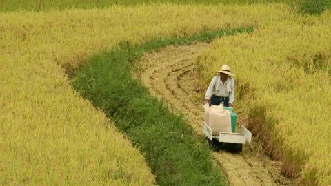 Reviving rice paddies is tied to reconstructing livelihoods in parts of Japan's Tokoku region
