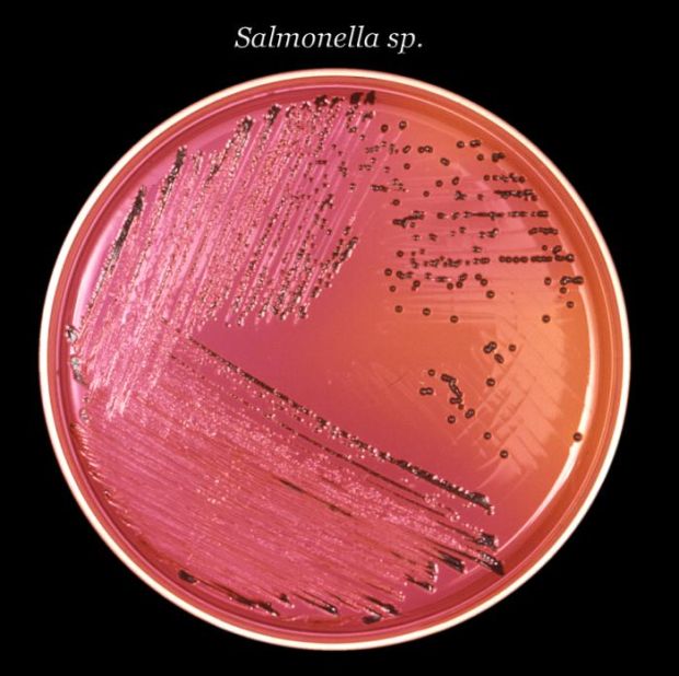 The "danger zone" is between 40 and 140 degrees Fahrenheit, as this is the ideal temperature range for bacteria to multiply. Pictured, salmonella growing in a Petri dish.