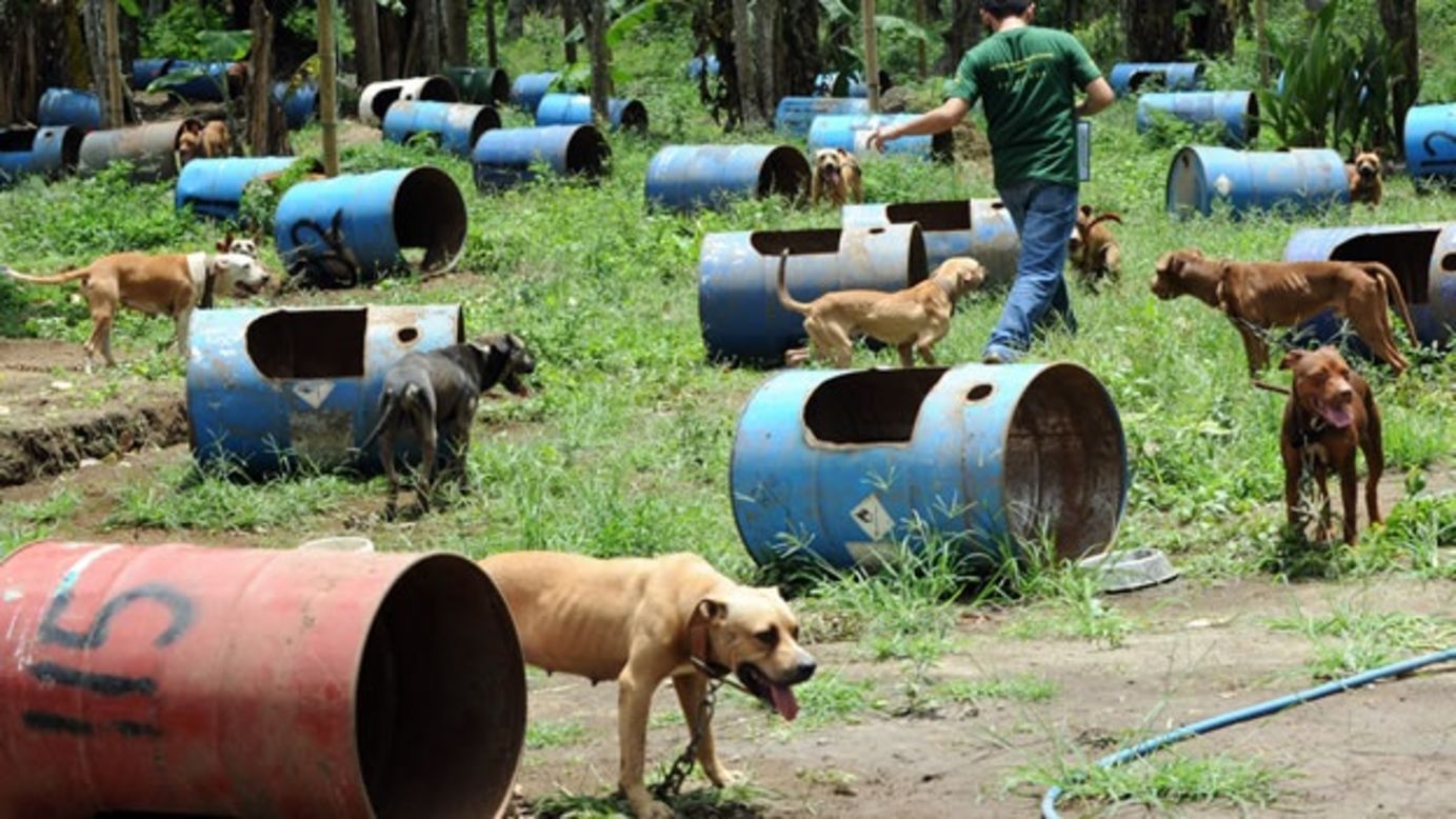 peleas clandestinas perros CNN