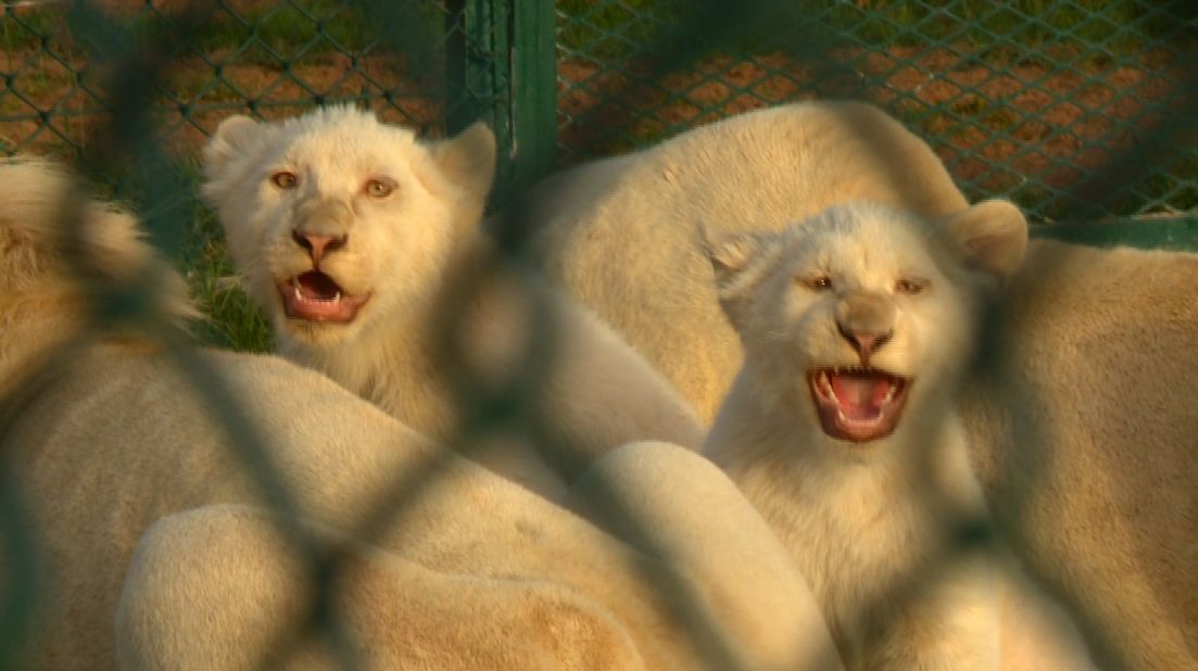 The Abu Dhabi Wildlife Center similarly caters to animals that were illegally procured on the black market. Big cats are often bought as cubs and abandoned once they grow too big to manage.