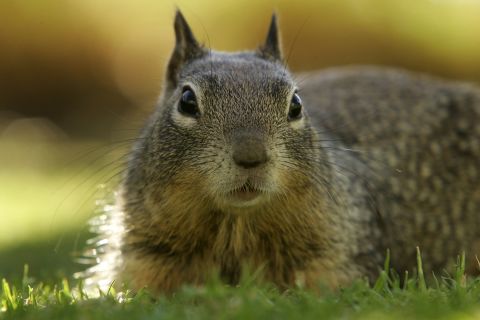 Researchers in California have built a robot squirrel in a bid to better understand real one's (pictured) behavior.