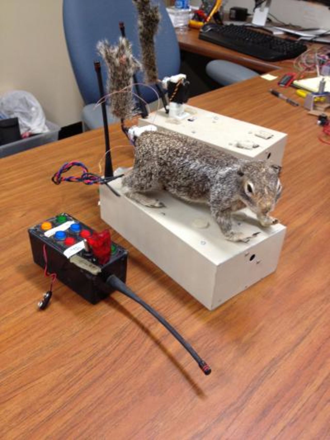 Scientists have created "robosquirrel" in a bid to better understand the interaction between real squirrels and their main predator, rattlesnakes. 