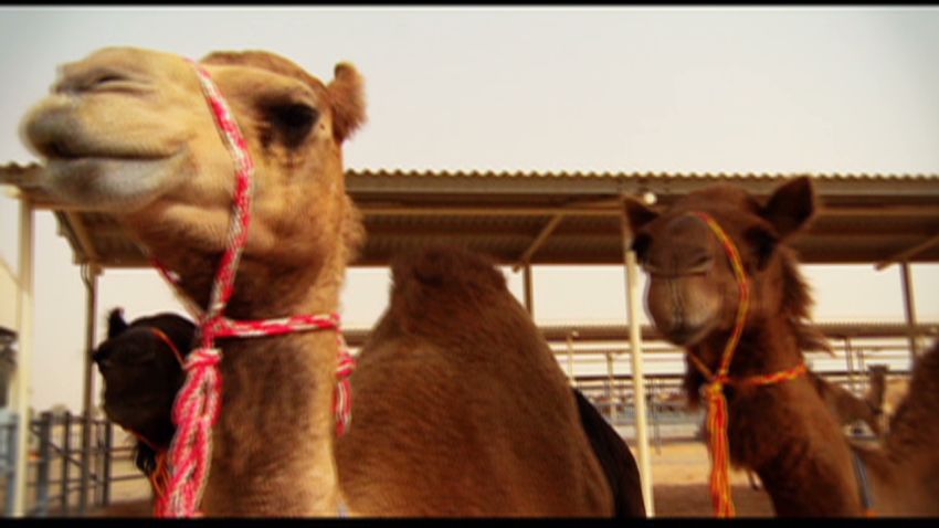 inside middle east camel milk_00005230