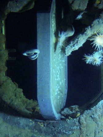 Underwater marine life grows upon an open porthole of the Titanic.