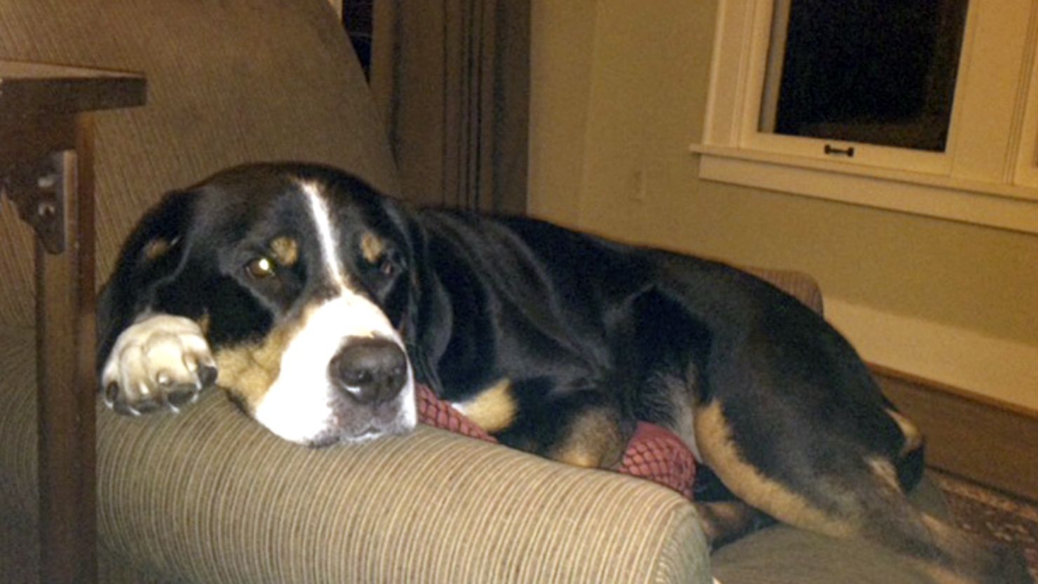 Seems like everybody, including a Swiss mountain dog named Sierra, is hungry for Masters tickets.