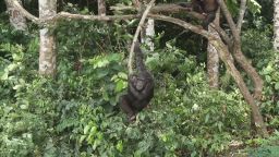 bush chimpanzee isla_00013713