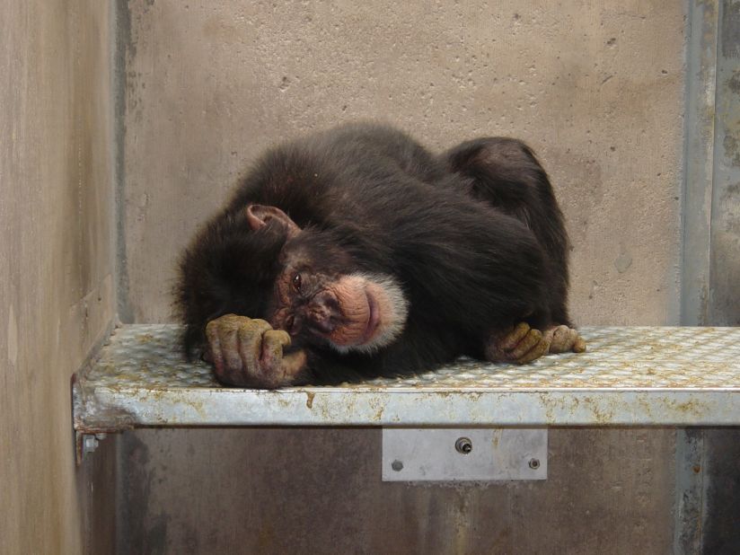 More than a decade ago, more than 265 chimpanzees -- including Howard, pictured here in 2002 -- spent their days at a New Mexico medical research facility being poked, prodded and confined to small cages.  Then, the Save the Chimps foundation intervened.  After nearly a decade of rehabilitation, the chimps were transported to a 150-acre sanctuary in Florida.  CNN went along with the last group as they made the journey and experienced their first time outdoors.  