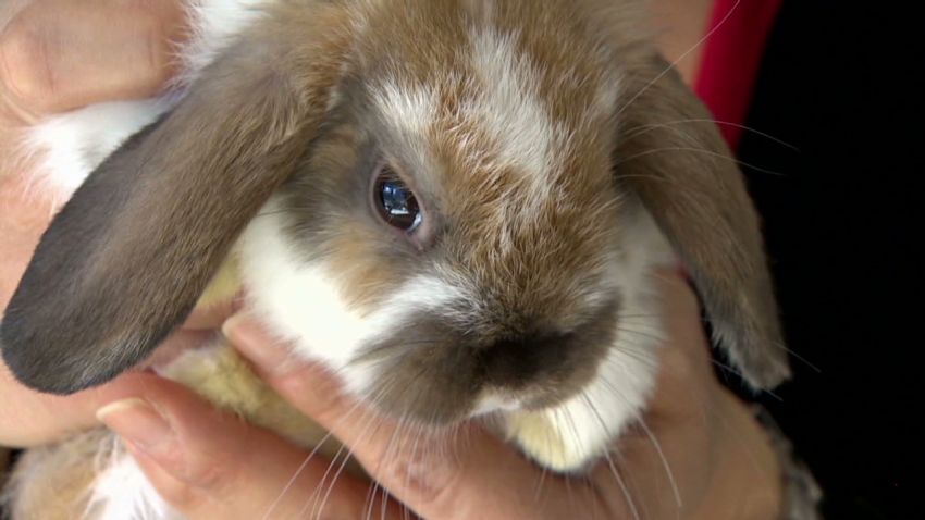 lah.japan.rabbit.cafe_00005629