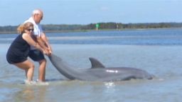fl dnt dolphin rescue_00001308