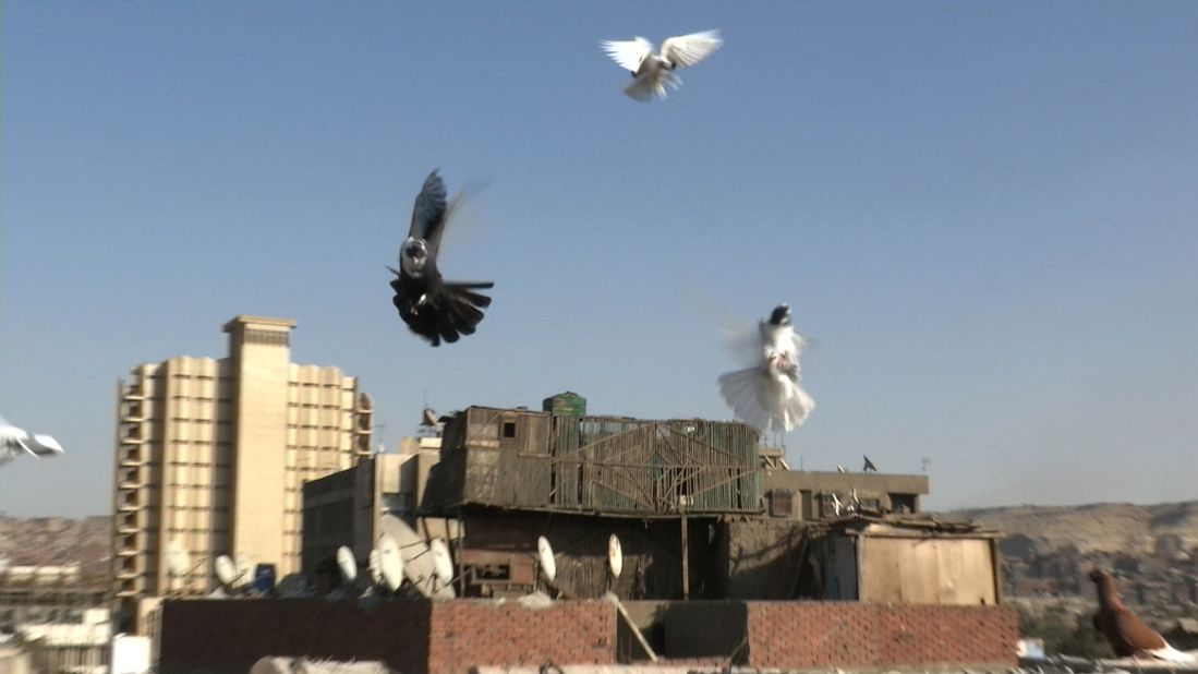 Pigeons coming in to land in a rooftop loft in Cairo.