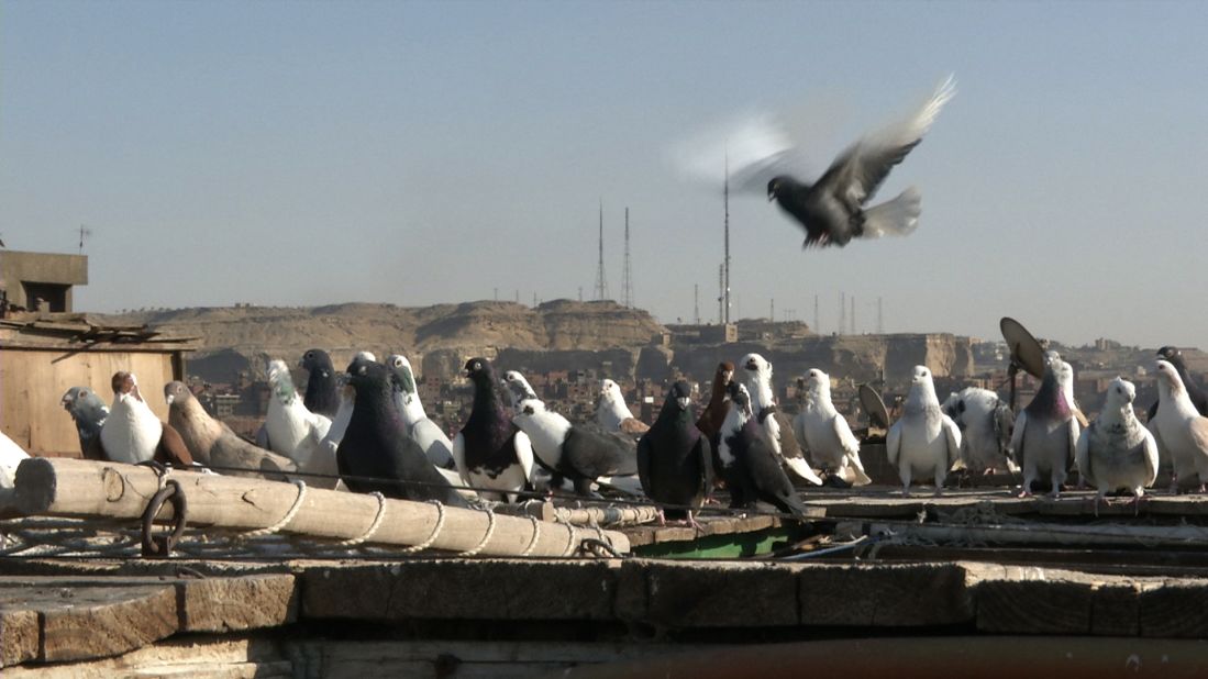 There are two million pigeon breeders in Egypt, according to breeder Moustafa Hassan.