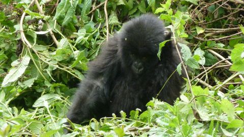 gorillas rwanda cnn