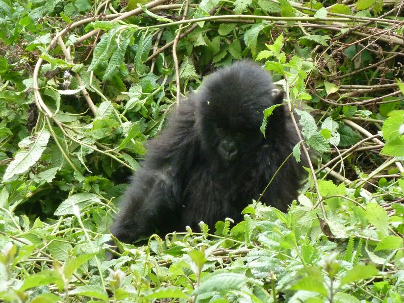 A baby mountain gorilla. The world's largest mountain gorilla population is found in a mountainous region known as the Virungas, incorporating Volcanoes, Uganda's Mgahinga Gorilla National Park, and Virunga National Park in the Democratic Republic of Congo. 