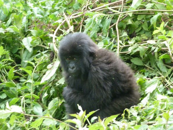 A young mountain gorilla in Volcanoes National Park, Rwanda. 