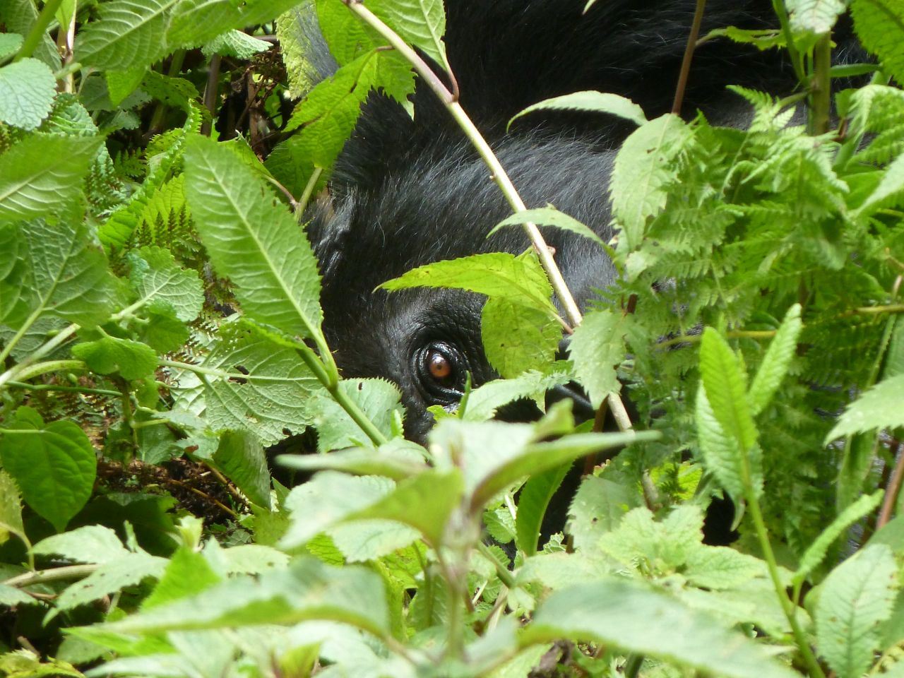 A gorilla concealed beneath the foliage. Mountain gorillas will tolerate humans coming much closer to them than their lowland cousins do.