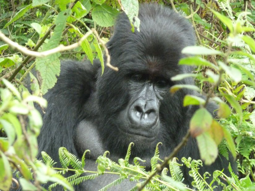 An adult mountain gorilla. There are less than 800 of the species living in the wild. Although endangered, their numbers are increasing.