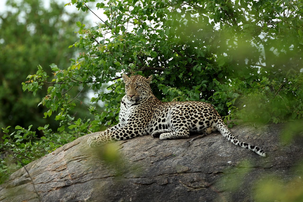 The park's wildlife also includes leopards, cheetahs, zebras, impalas and numerous birds.
