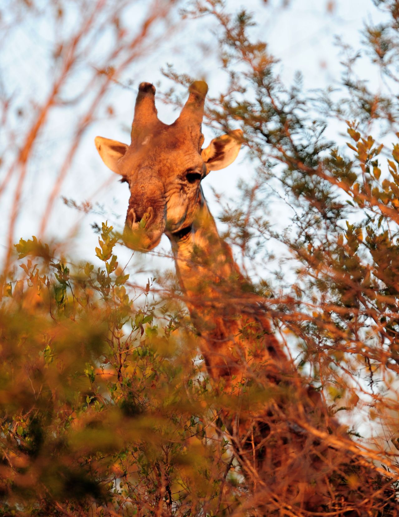 A giraffe munches on tree leaves at Kruger National Park.