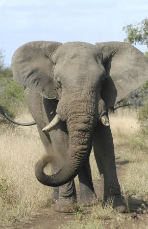 One of the many elephants of the Phinda Natural reserve in KwaZulu-Natal. The former Zulu Kingdom is home to numerous nature reserves where all the "Big Five" game animals can be seen: Black rhinos, Cape buffalo, lions, cheetahs and, of course, the giant African elephant.