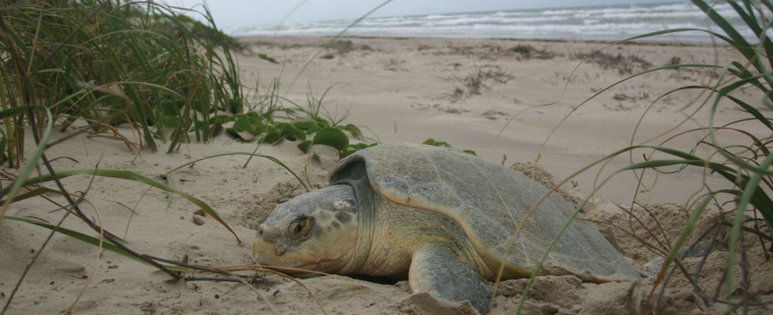 The Sea Turtle Science and Recovery Program at Padre Island is committed to preserving and restoring populations of endangered sea turtles.