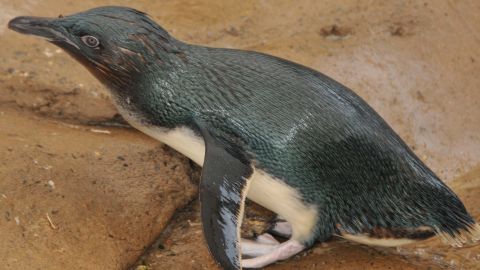 Dirk was the first animal in the park's history to be stolen.